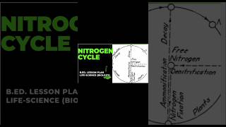 Nitrogen cycle bed lesson plan Life science ctetdeled shorts [upl. by Avonasac]