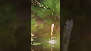 🐍 Cobra se Fazendo de Isca para o Peixe  cobra pesca pescador amazonia fypage viralvideo [upl. by Aiynot]