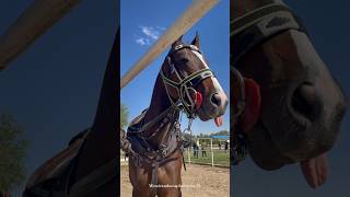 horse sounds❤️🎶😇horse shorts equestrian horserhorseenthusiast horseriding horselover viral [upl. by Gewirtz]