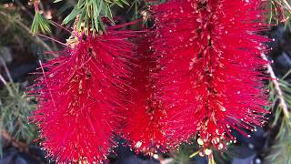 Cranbourne Botanic Gardens  Australian Native Plant Garden [upl. by Karee]