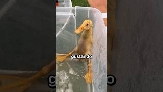 Bañe A Mis Patos Por Primera Vez 😱🦆🚿 [upl. by Iorio]