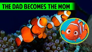 10 Facts About The CLOWNFISH You Didnt Know [upl. by Schreib]