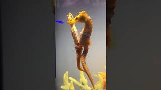 Female seahorse transferring her eggs to the male seahorses beauty nature aqualush [upl. by Hsiekal299]