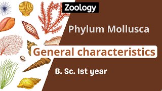 Phylum Mollusca General characteristics  B Sc Ist year  zoology [upl. by Dumah217]