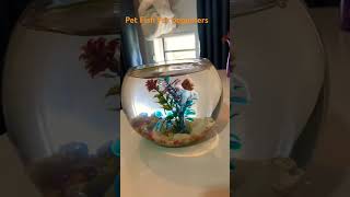 PET FISH FOR BEGINNERS shortsyoutube petfish petfishlover goviral [upl. by Lednic671]