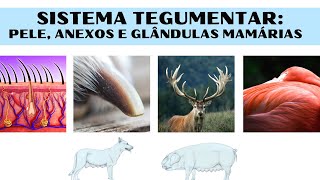 5 Sistema tegumentar e glândulas mamárias [upl. by Yllak]