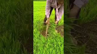 harvest rice seeds quickly and easily shorts farming agriculture garden [upl. by Elizabeth291]