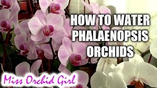 How to water Phalaenopsis orchids  tips for a healthy orchid [upl. by Nela]