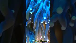 mushroomanemoneshortsfungiapaumotensisscubavideographymoalboalcebu🇵🇭 [upl. by Valli]