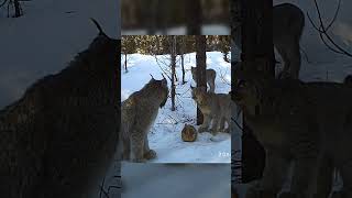 Canada Lynx Mama Talks to Her Kittens wildlife wildcats animals [upl. by Cowie]