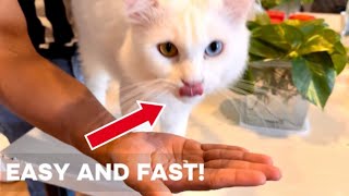 HOW TO GIVE MEDICINE TO A CAT  easy and fast [upl. by Enyalaj90]