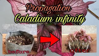 Caladium Plant Propagation 100 success result [upl. by Ainevul]