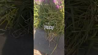 Pig face shortsfeed plants flowers youtube youtubevideos pink [upl. by Lulita]