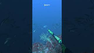 Misadventure at  42 m depth rod caught in a net  spearfishing [upl. by Kulda926]