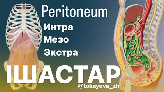 Ішастар Peritoneum 1 бөлім [upl. by Illil785]