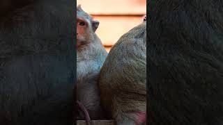 Ep594Super Cute Monkeys Playing and Being Adorable [upl. by Vladi]