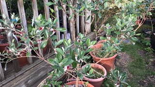 FEIJOA an exotic subtropical that CAN grow in a cool temperate climate and why you MUST have a go [upl. by Shaddock]