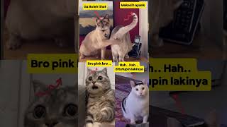 Kelakuan si kucing funny funnyvideo memes lucu kucing ngakak cat pets viralvideo meow [upl. by Coryden417]