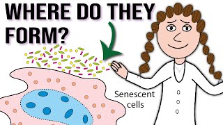 Why and where do senescent cells form [upl. by Noivart638]