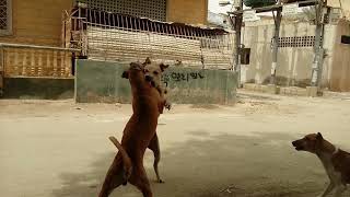 Dogs fight gang war extreme Real [upl. by Aihsat]