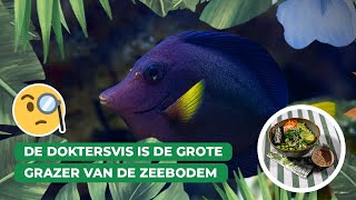 Potvernori wat lekker Koken met de doktersvis  Keuken Blijdorp 🐠🥬 [upl. by Ladiv]