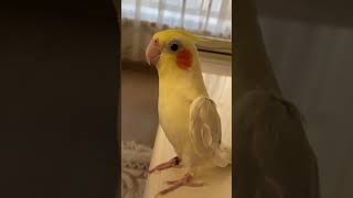 OSCAR MY COCKATIEL SINGING IF YOURE HAPPY WITH WHISTLE [upl. by Maccarthy716]