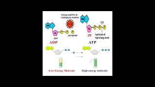 Different between ATP and ADP geneticteacher [upl. by Joy646]