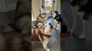 Howling Tri Serenade alaskanmalamutes howlingdogs malamutelovers [upl. by Sileray153]