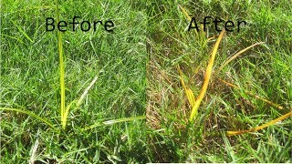 Kill Nutsedge  Toughest Lawn Weed  Sedgehammer amp other option [upl. by Feld]