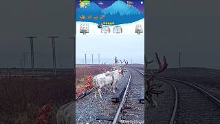 Reindeer herders migrati shortsfeed trending viralshort [upl. by Archangel]