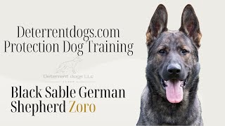 Black sable German Shepherd  Protection Dog Training  Deterrent Dogs LLc [upl. by Roe]