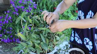 Propagating Dendrobium Kingianum [upl. by Lerat171]