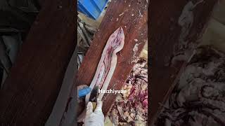 fishing fishfactory seafoodprocessing fish [upl. by Jeconiah]