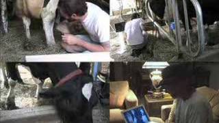 Learning How to Milk a Cow from my Father Part 1 [upl. by Elvira]