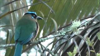 Highland Motmot  Momotus aequatorialis [upl. by Peppy346]