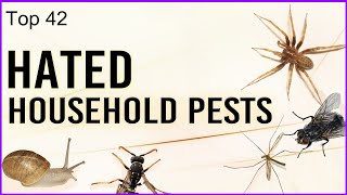 Top 42  Hated Household Pests [upl. by Aohsoj]