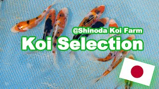 Selecting Koi at Shinoda  How baby Koi are selected KOI SELECTION JAPAN [upl. by Haela741]