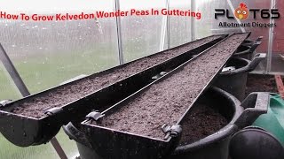 How to grow Kelvedon Wonder Peas In Guttering 2017 [upl. by Mirisola568]