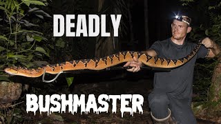 LARGEST VIPER IN THE WORLD DEADLY SOUTH AMERICAN BUSHMASTER [upl. by Kimber434]