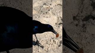 Injured Grackle Walks Up 🐦‍⬛ Little Wing • Jimi Hendricks shorts birds bird animals beautiful [upl. by Kaycee648]