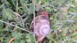 Snail [upl. by Anniroc]