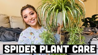 HOW TO PROPAGATE SPIDER PLANTS  SPIDER PLANT CARE [upl. by Gaut977]