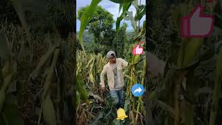 Cornstalk cutting process [upl. by Atteynad]