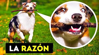 21 Cosas que hacen los PERROS y su Significado [upl. by Jovitta]