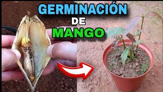 GERMINACIÓN DE SEMILLAS DE MANGO 🥭🥭 [upl. by Airdnahc]