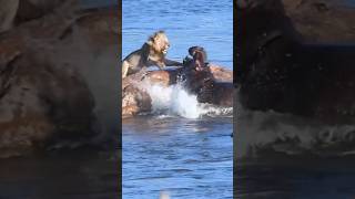 The WILDEST Animal Showdown Lion vs Hippos [upl. by Tail]