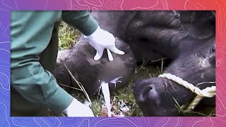 Vets Draining a Large Pus Abscess on African Buffalo [upl. by Quinta441]