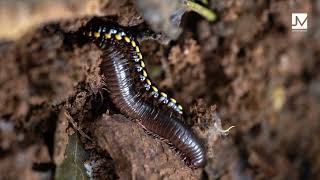 Orthomorpha CoarctataMillipede worldenvironmentday june5 nature Biodiversit insect macro day [upl. by Anit494]