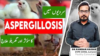 Aspergillosis Brooder Pneumonia In Chickens amp Birds  Treatment of This Fatal Disease in Poultry [upl. by Mook]