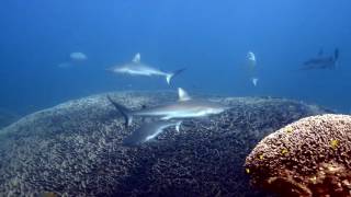 Dive the Ningaloo Reef Coral Bay [upl. by Esra]